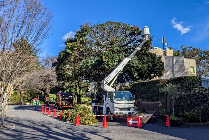 上野動物園枝葉処理工事